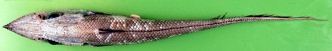 Coelorinchus labiatus_00